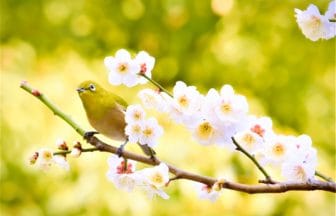 東京都大田区 池上梅園の満開の梅の花とメジロ