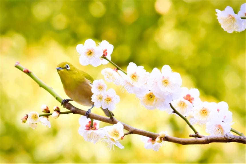 東京都大田区 池上梅園の満開の梅の花とメジロ