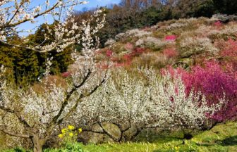 愛媛県砥部町 山全体をピンクや白に染める七折梅園の満開の梅