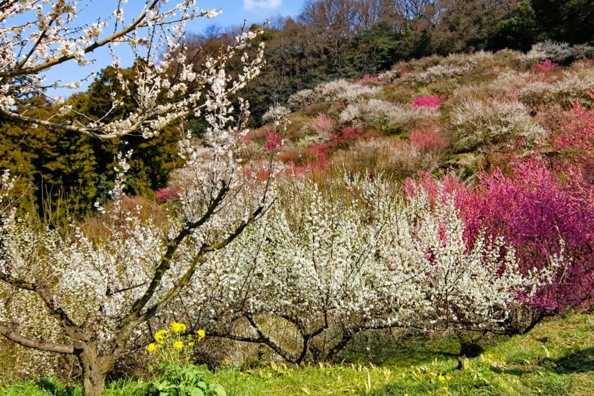 愛媛県砥部町 山全体をピンクや白に染める七折梅園の満開の梅
