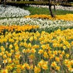 茨城県ひたちなか市 早春の国営ひたち海浜公園に咲き誇る水仙