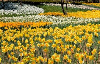 茨城県ひたちなか市 早春の国営ひたち海浜公園に咲き誇る水仙