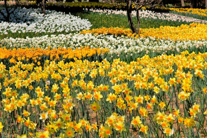 茨城県ひたちなか市 早春の国営ひたち海浜公園に咲き誇る水仙