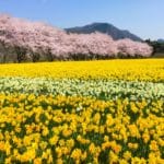 群馬県東吾妻町 岩井親水公園 水仙畑と桜並木が広がる春の風景