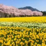 群馬県東吾妻町 岩井親水公園 水仙畑と桜並木が広がる春の風景