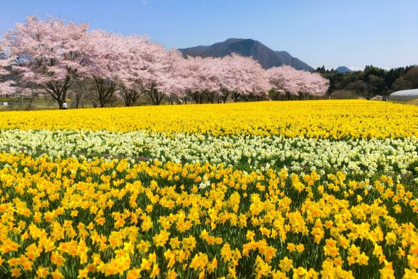 群馬県東吾妻町 岩井親水公園 水仙畑と桜並木が広がる春の風景