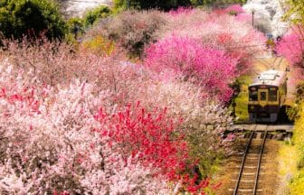 群馬県みどり市 約300本の花桃が咲き誇るわたらせ渓谷鐵道神戸駅と列車の美しい風景