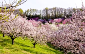 北海道札幌市 北海道随一の梅の名所である平岡公園の満開の梅林