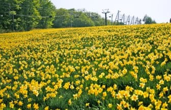 宮城県蔵王町 蔵王えぼしリゾートのゲレンデを黄色に染める約50万本の水仙