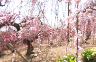 静岡県浜松市 大草山昇竜しだれ梅園の満開のしだれ梅