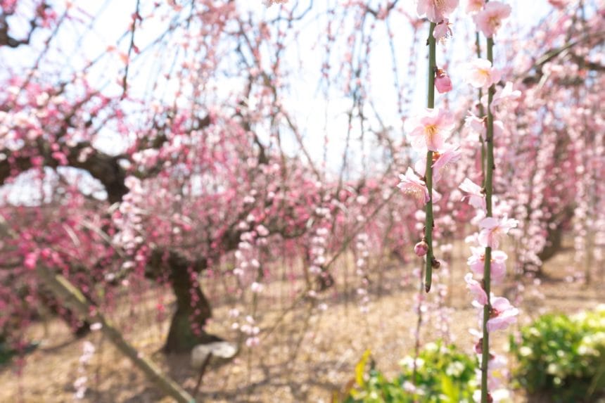 静岡県浜松市 大草山昇竜しだれ梅園の満開のしだれ梅