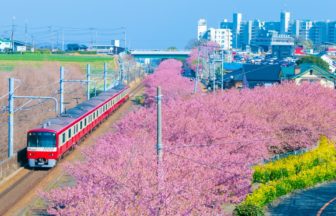 神奈川県三浦市 京急線の線路沿いを彩る三浦海岸の河津桜と電車