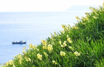 兵庫県南あわじ市（淡路島 ） 灘黒岩水仙郷の海沿いの斜面に咲き誇る約500万本の水仙