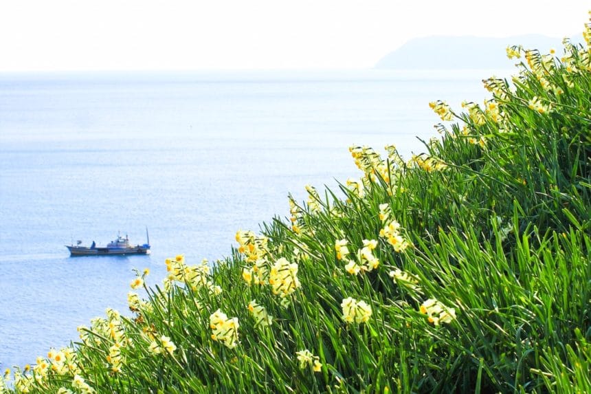 兵庫県南あわじ市（淡路島 ） 灘黒岩水仙郷の海沿いの斜面に咲き誇る約500万本の水仙