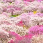 三重県いなべ市 パッチワークのような梅絶景が広がる、いなべ市梅林公園の全景