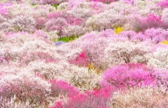 三重県いなべ市 パッチワークのような梅絶景が広がる、いなべ市梅林公園の全景
