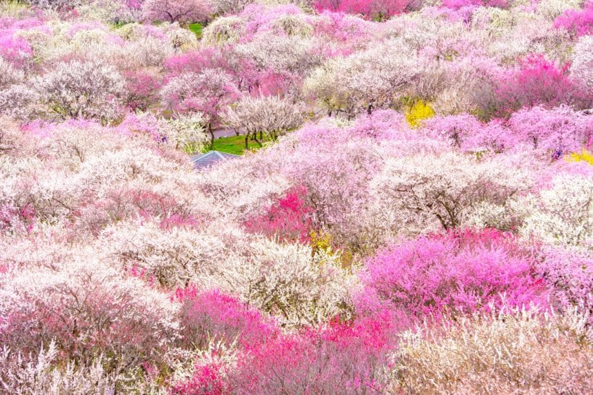 三重県いなべ市 パッチワークのような梅絶景が広がる、いなべ市梅林公園の全景