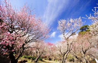 静岡県熱海市 熱海梅園 色とりどりの梅が咲き広がる梅園の風景