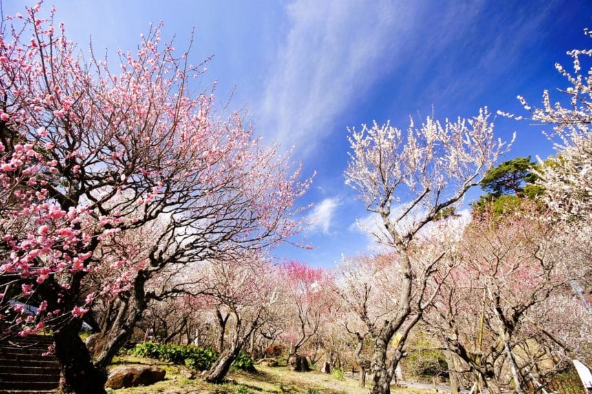 静岡県熱海市 熱海梅園 色とりどりの梅が咲き広がる梅園の風景