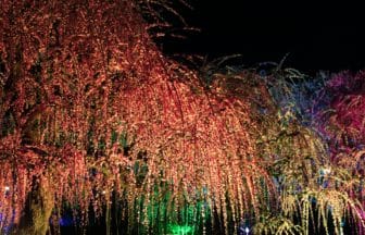 愛媛県宇和島市 南楽園でライトアップされた梅の花が幻想的に輝く夜の庭園景観