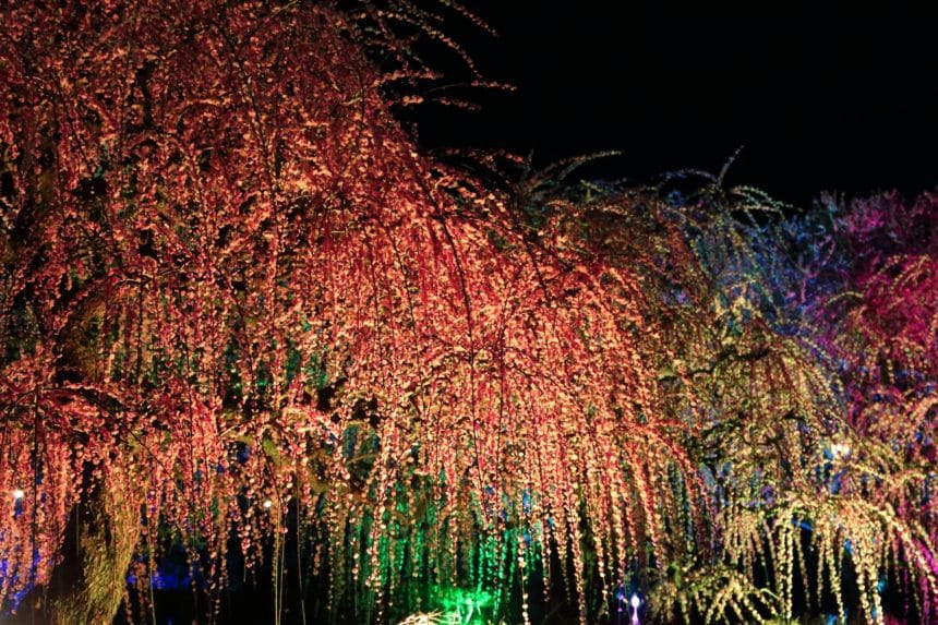 愛媛県宇和島市 南楽園でライトアップされた梅の花が幻想的に輝く夜の庭園景観