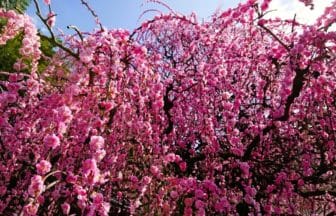 兵庫県南あわじ市 淡路島随一の梅の名所「八木のしだれ梅」