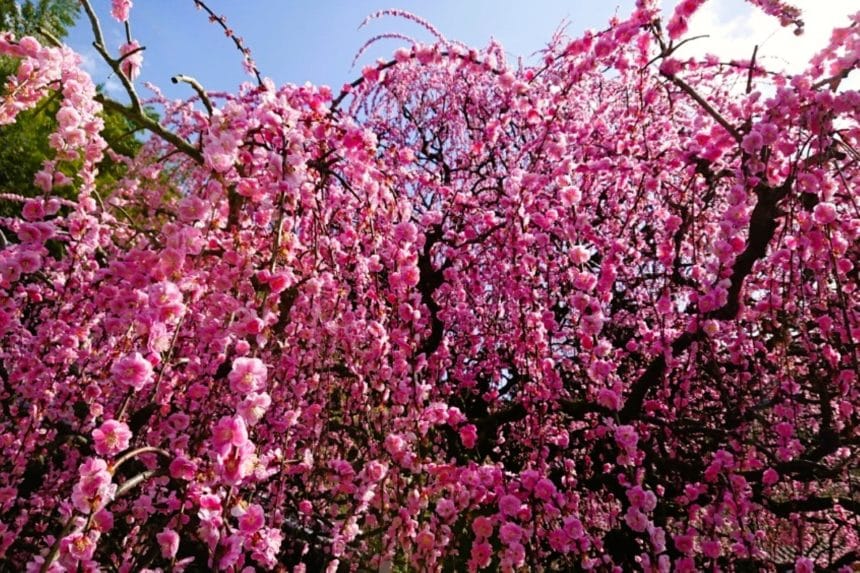 兵庫県南あわじ市 淡路島随一の梅の名所「八木のしだれ梅」