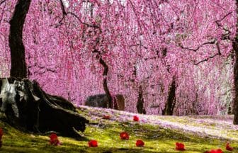 京都市伏見区 城南宮の神苑に咲き誇る満開のしだれ梅と落ち椿の絶景