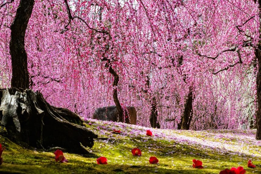 京都市伏見区 城南宮の神苑に咲き誇る満開のしだれ梅と落ち椿の絶景