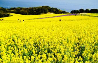 兵庫県淡路市 青い海を背景に黄色い絨毯のように広がるあわじ花さじきの菜の花畑
