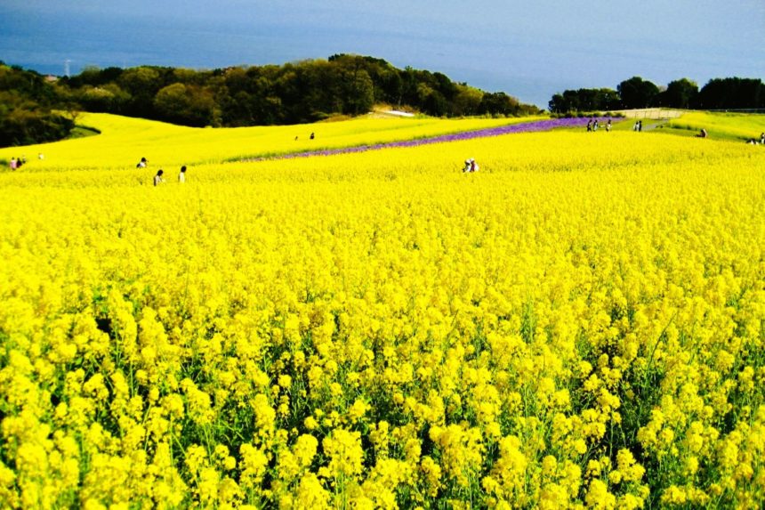 兵庫県淡路市 青い海を背景に黄色い絨毯のように広がるあわじ花さじきの菜の花畑