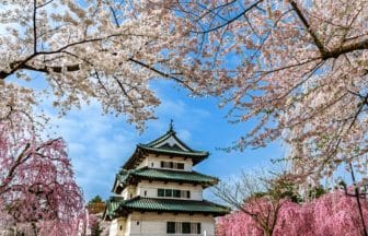 青森県弘前市 弘前城天守閣と満開の桜の風景