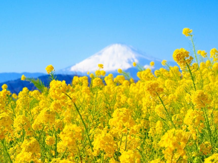 神奈川県二宮町 吾妻山公園の菜の花と富士山の競演