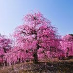 三重県鈴鹿市 鈴鹿の森庭園に咲き誇る日本最大級のしだれ梅の絶景