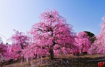 三重県鈴鹿市 鈴鹿の森庭園に咲き誇る日本最大級のしだれ梅の絶景