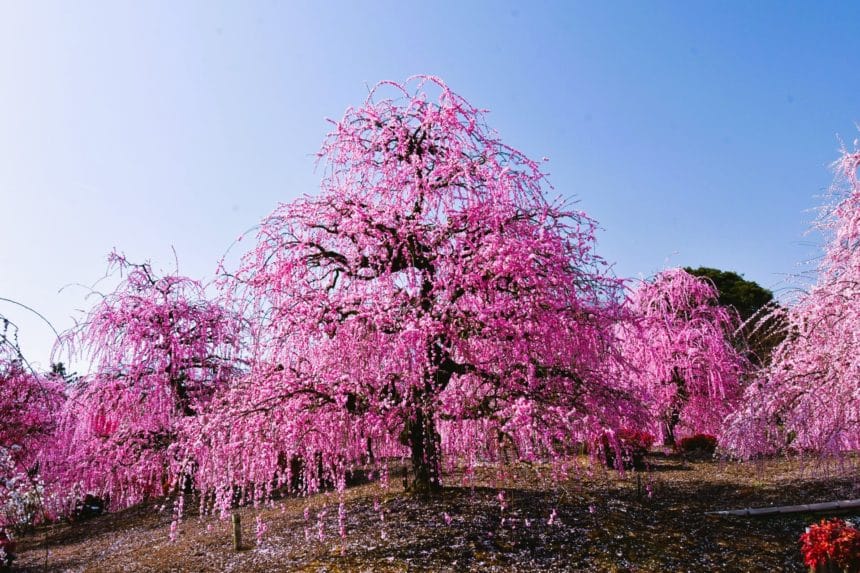 三重県鈴鹿市 鈴鹿の森庭園に咲き誇る日本最大級のしだれ梅の絶景
