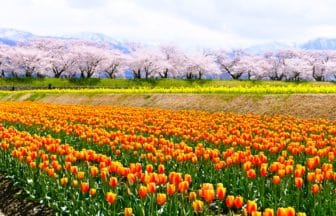 富山県朝日町 あさひ舟川「春の四重奏」で桜とチューリップ、菜の花が咲きそろう春の絶景