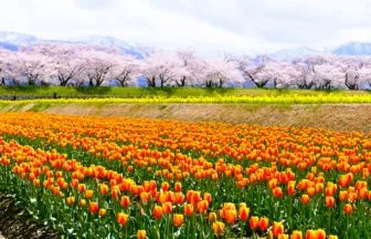 富山県朝日町 あさひ舟川「春の四重奏」で桜とチューリップ、菜の花が咲きそろう春の絶景