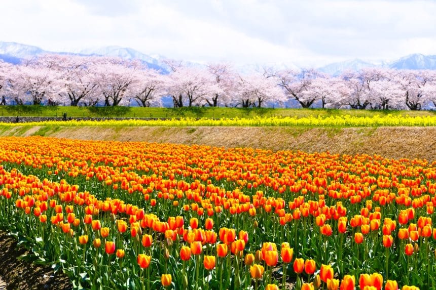 富山県朝日町 あさひ舟川「春の四重奏」で桜とチューリップ、菜の花が咲きそろう春の絶景