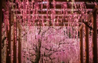 三重県津市 結城神社の境内に咲き誇る満開のしだれ梅