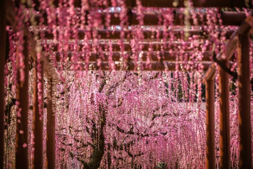 三重県津市 結城神社の境内に咲き誇る満開のしだれ梅