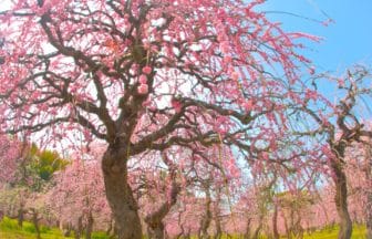 愛知県 名古屋市農業センターしだれ梅園の風景
