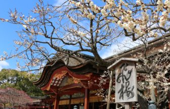 福岡県太宰府市 日本三大天神のひとつ・太宰府天満宮の満開の梅と本殿