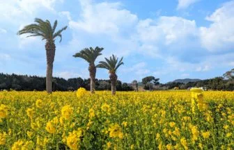 愛知県田原市 伊良湖菜の花ガーデンの満開の菜の花畑と青空