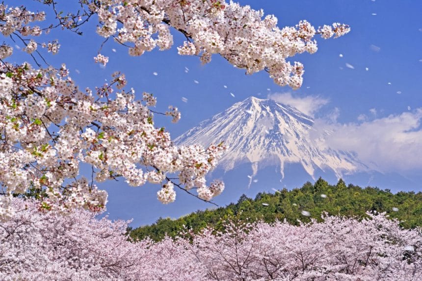 静岡県富士市 岩本山公園 富士山を背景に咲く桜の絶景