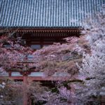 京都市伏見区 世界遺産・醍醐寺の参道を彩る満開の桜
