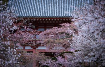 京都市伏見区 世界遺産・醍醐寺の参道を彩る満開の桜