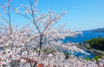 熊本県水俣市 不知火海を背景に約5km続く湯の児海岸道路「チェリーライン」の満開の桜並木