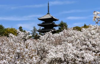 京都市右京区 世界遺産に登録されている仁和寺の五重塔と満開の御室桜