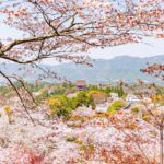 奈良県吉野町 吉野山の尾根伝いに広がる修験道の霊場と歴史ある山桜の風景